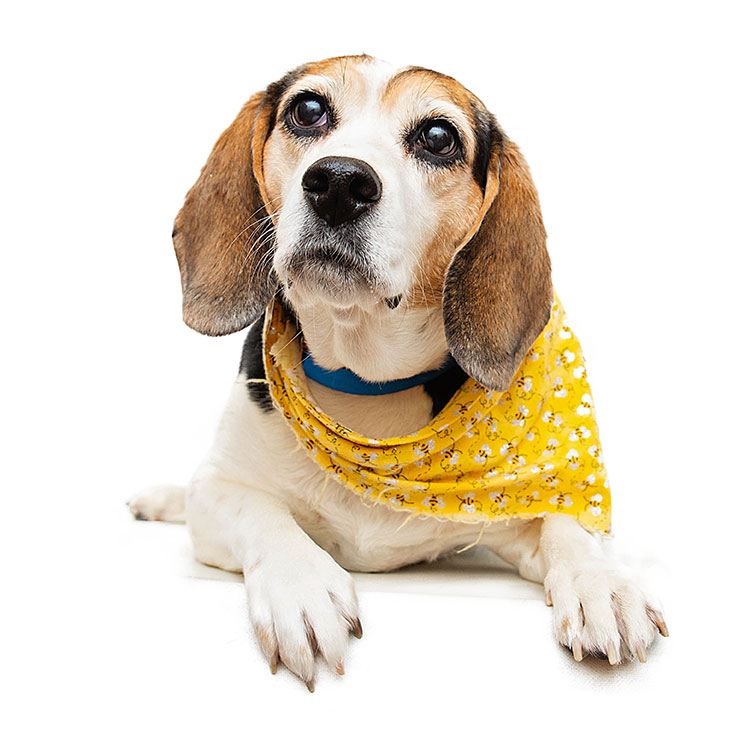 Illinois, If You See A Dog With A Yellow Bandana, Do This Quickly