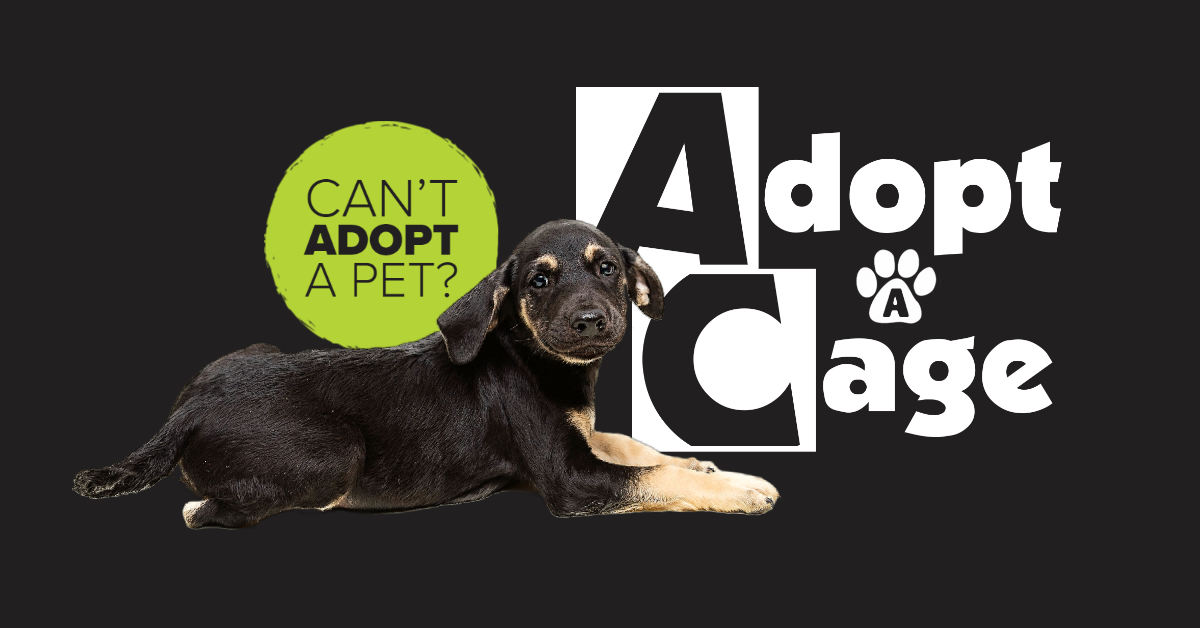 Adopt a pet at Lenawee Humane Society