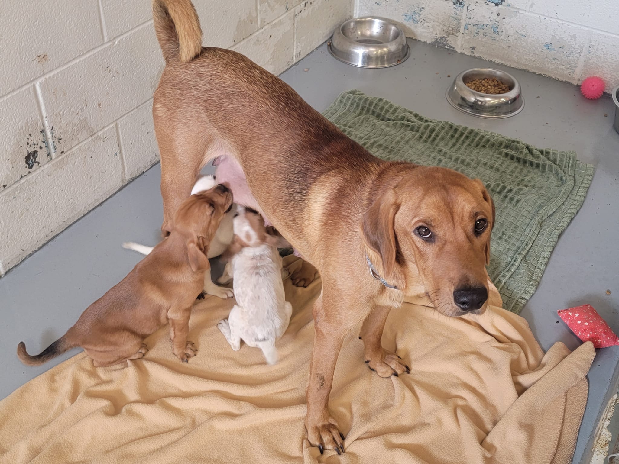 Daisy-babies