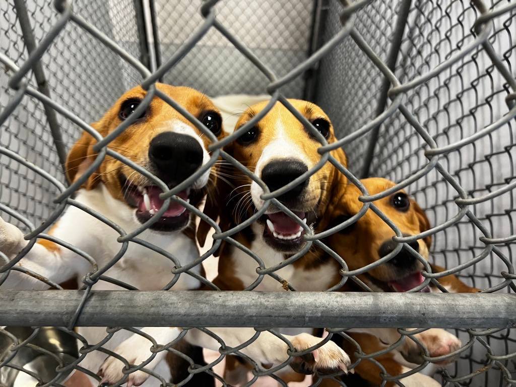 Envigo-beagles