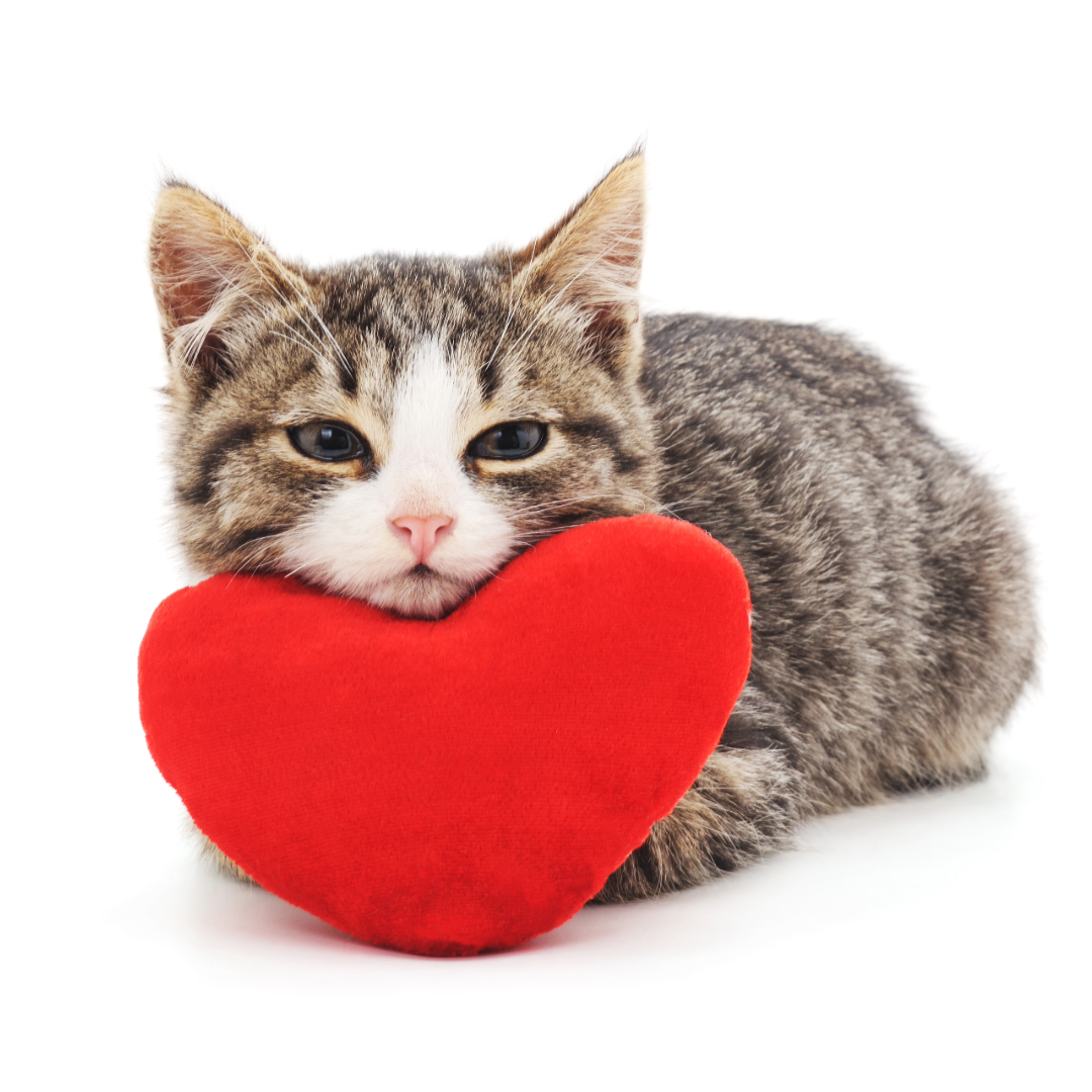 Sweetest Cat